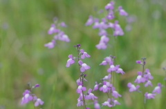 2012/4/21 薄紫の花