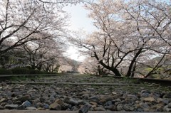 インクラインの桜（京都）