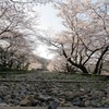 インクラインの桜（京都）