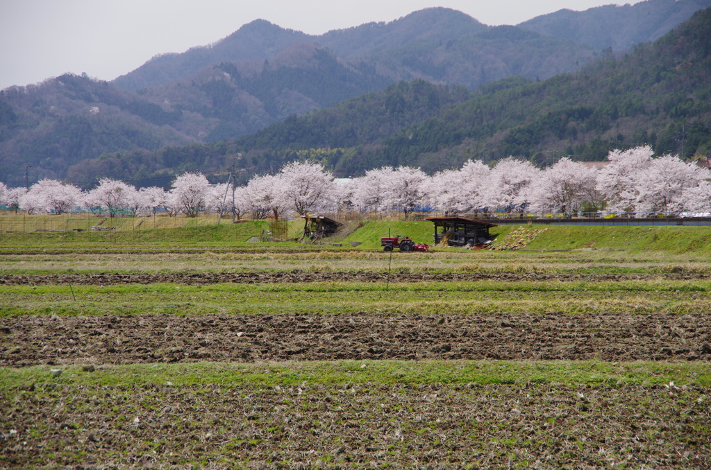 2012/4/15　田園