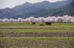 2012/4/15　田園
