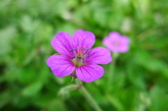 P1110529