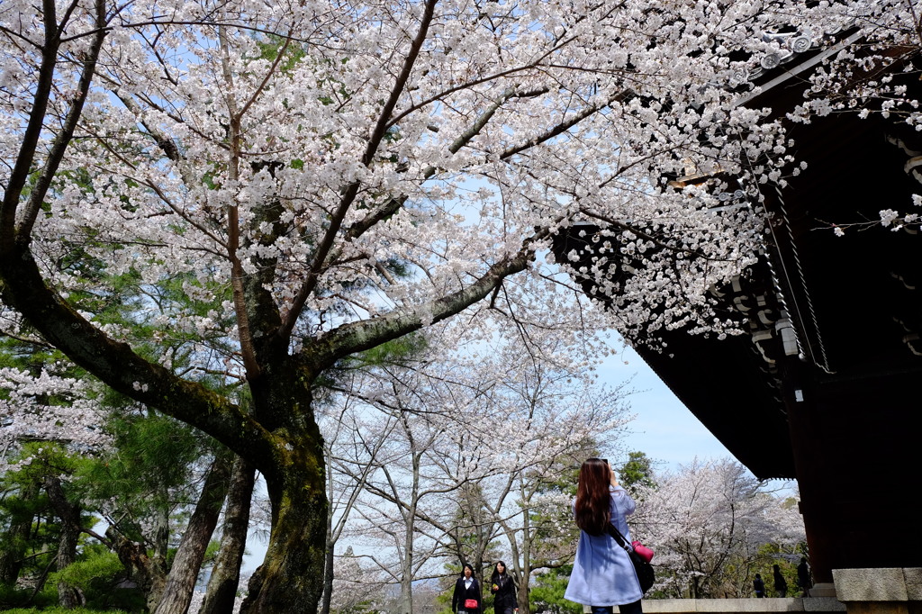 知恩院の桜