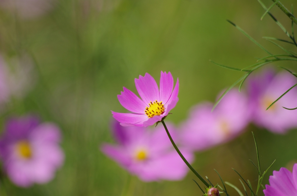 s-IMGP2427