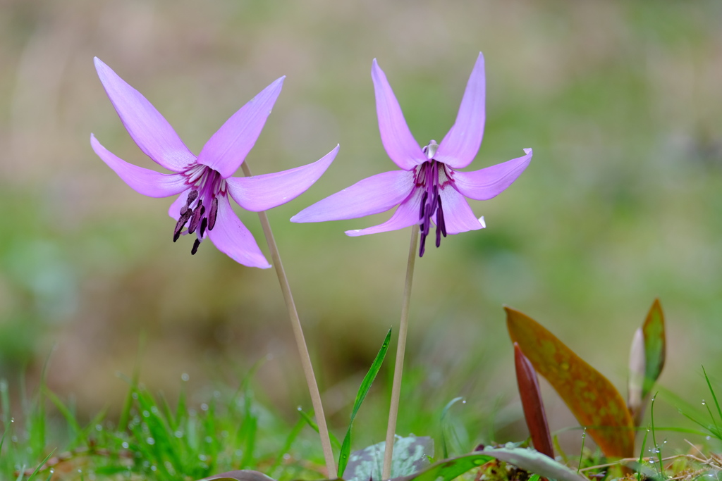 カタクリの花1