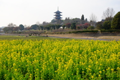 備中国分寺＆菜の花