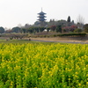 備中国分寺＆菜の花