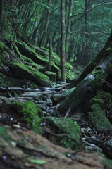 屋久島の道