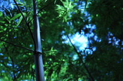 竹林