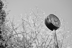 モノクロ桜