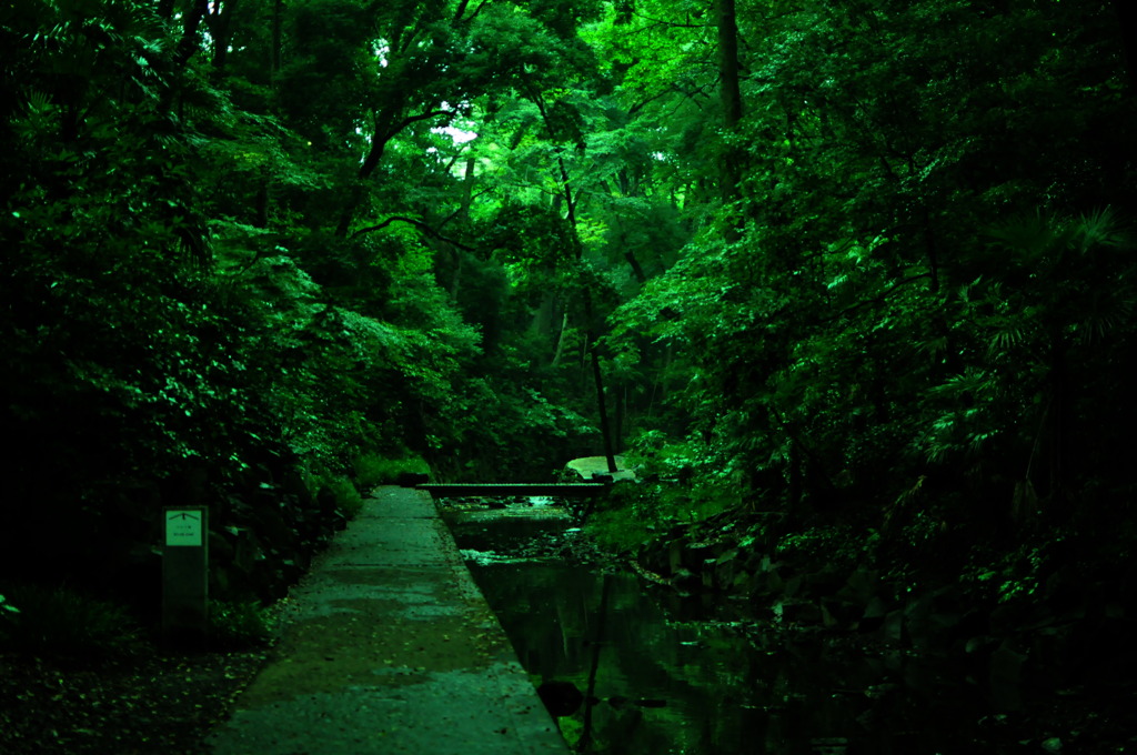 等々力の谷