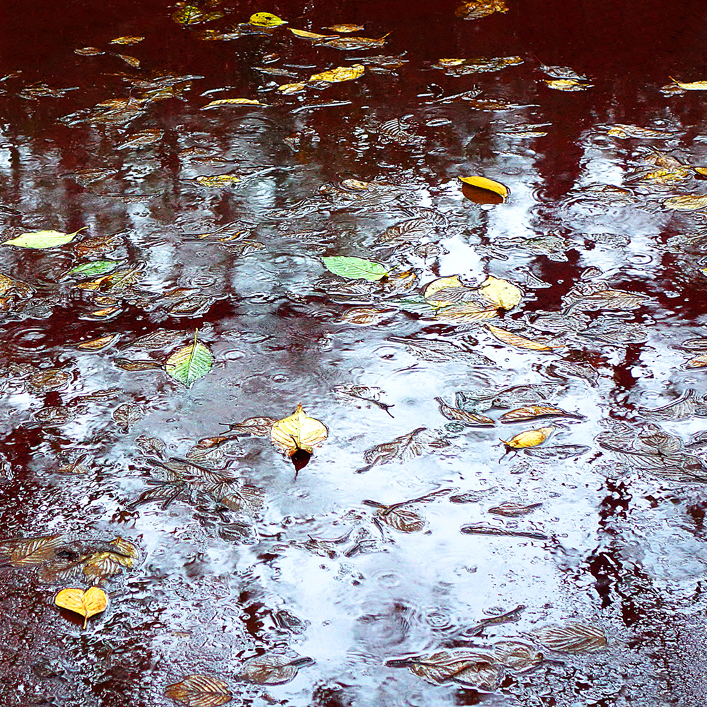 水様-106／Scene with leaves & the puddle