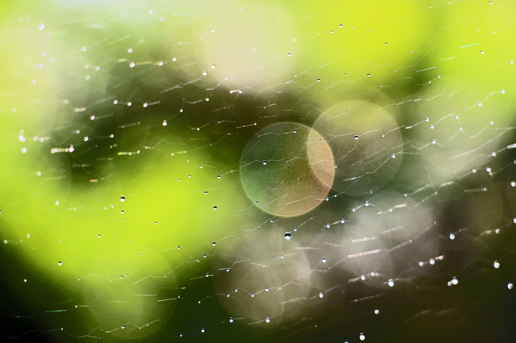 雨の円-1