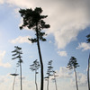 海岸の松-1