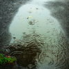 水様-120／Birth of life with the rain