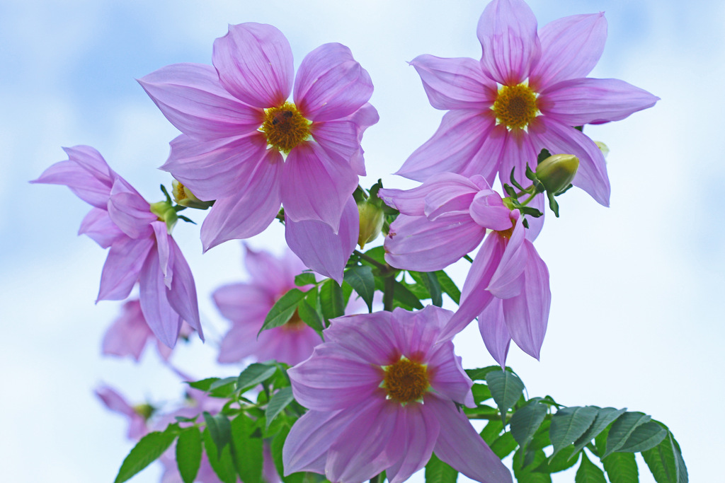 寒さなんかに負けないわ