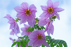 寒さなんかに負けないわ