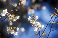 山桜の生きる力