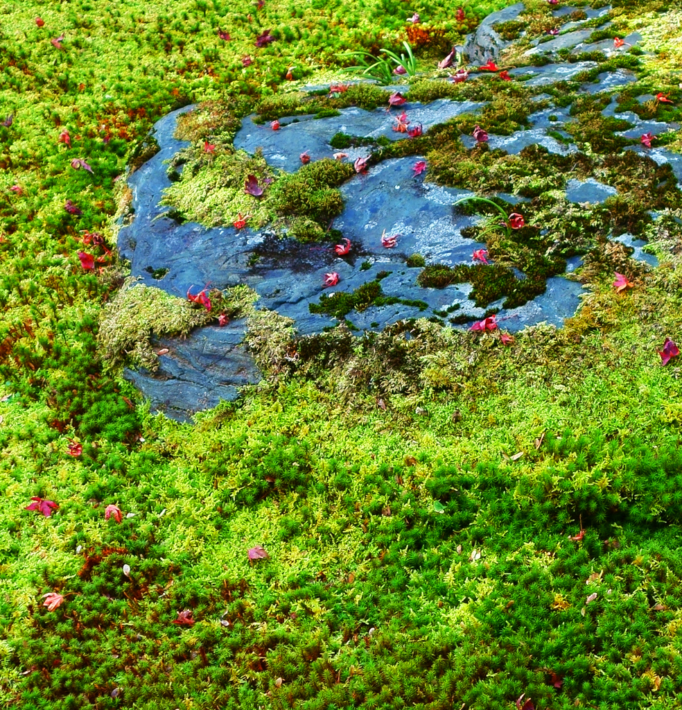 構成-41／The stone which blended with moss