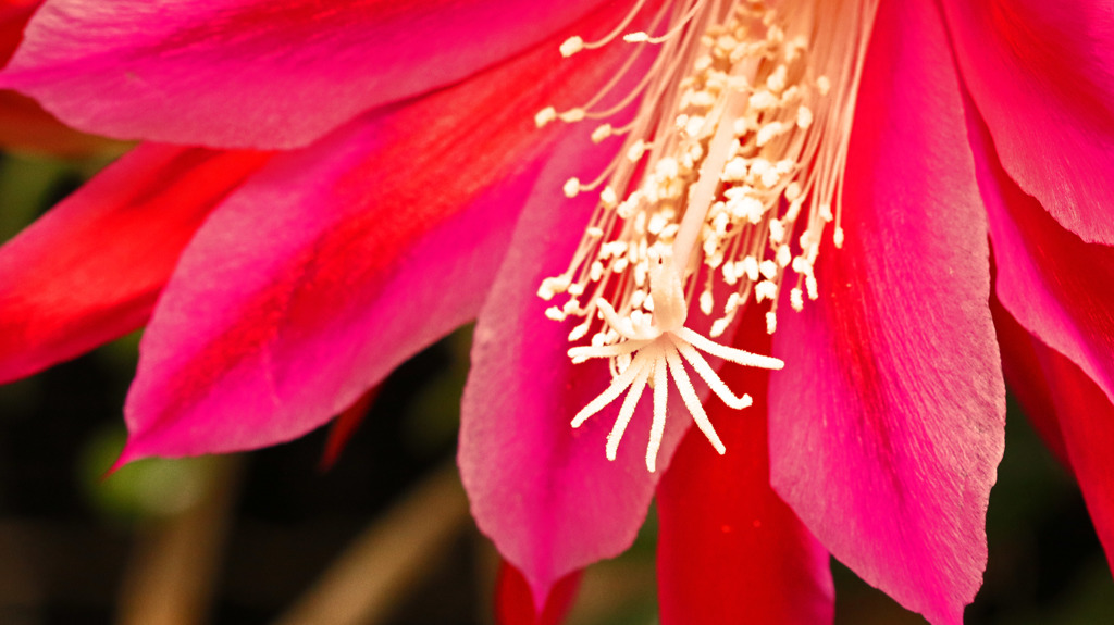 柔らかな花火の様に