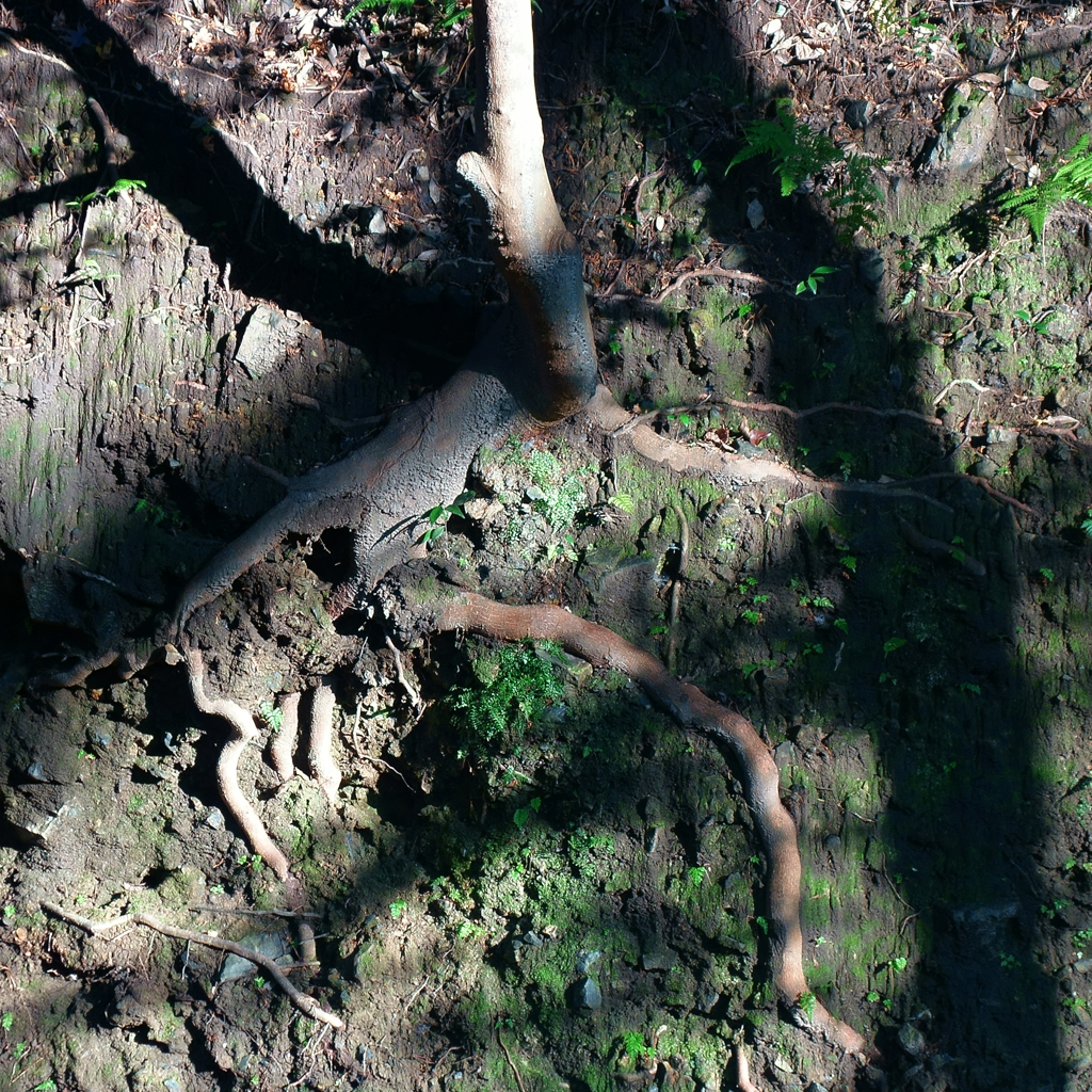 構成-84／Life and shadows of trees