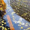 反射-73／The lake of the ginkgo of the city