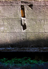 明陰-3／Ripped wall and undergrowth