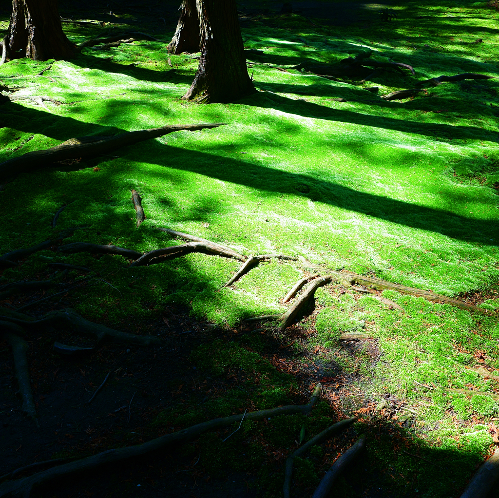 影-73／Striped patterns in the forest