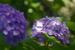 木漏れ日の八仙花