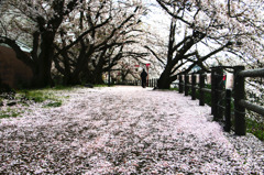 桜の風景-1