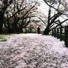 桜の風景-1