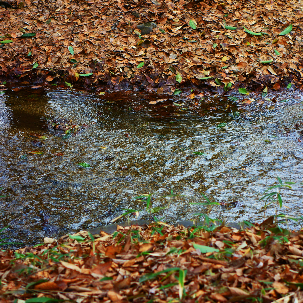 水様-74／Rivulet in dead leaves