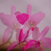 花-0067