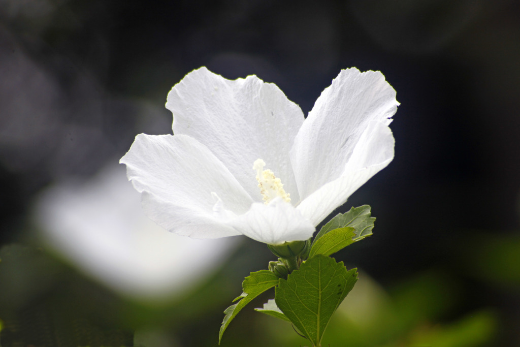 白き芙蓉