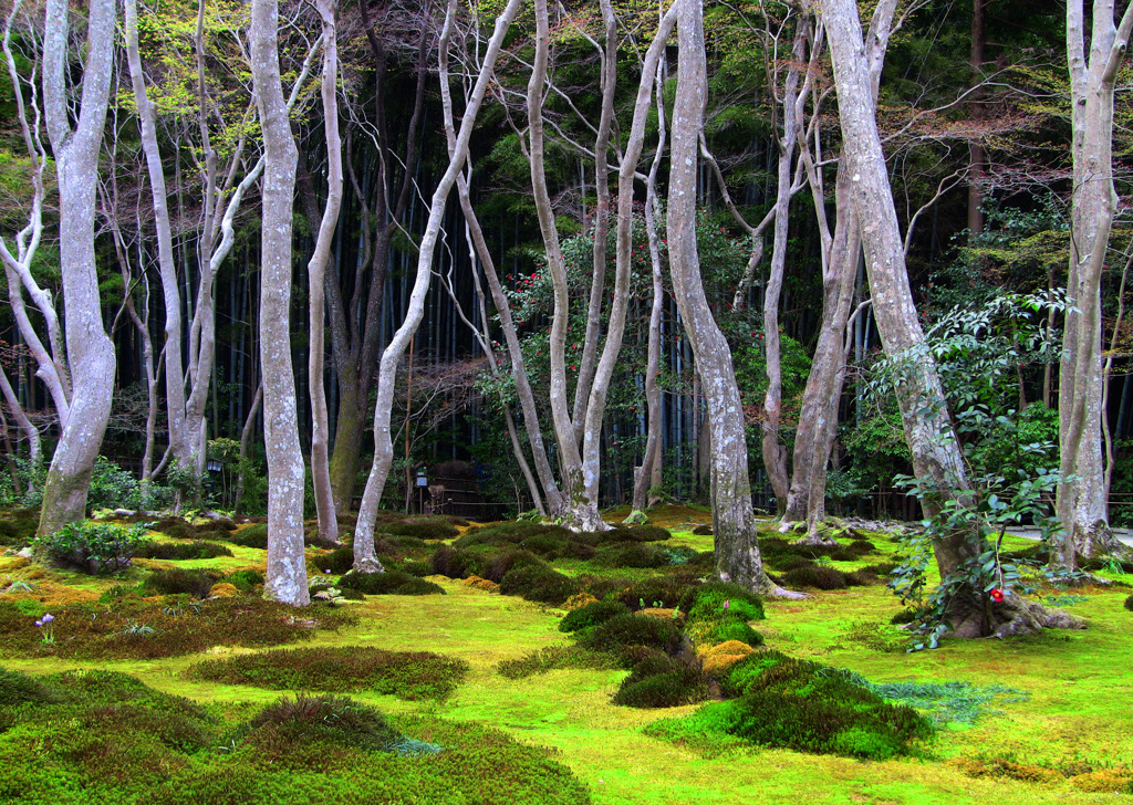 積層-57／Moss and wavering trees