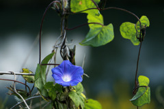 葉と花の間にて