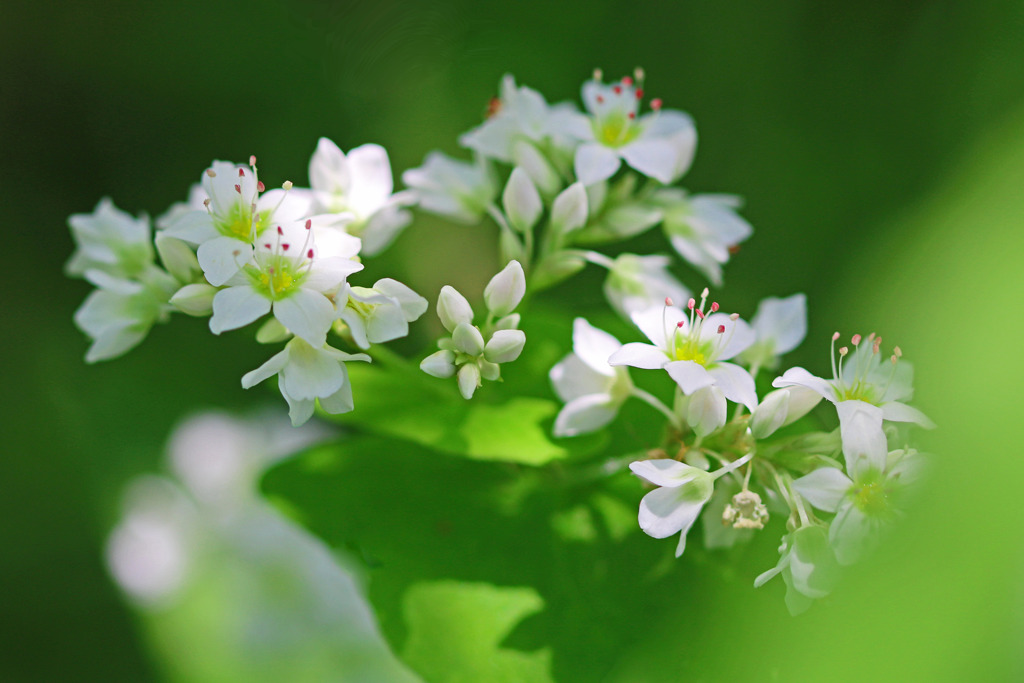 蕎麦の花