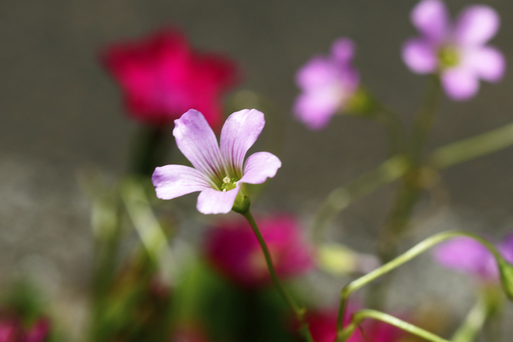 わたしも開花します