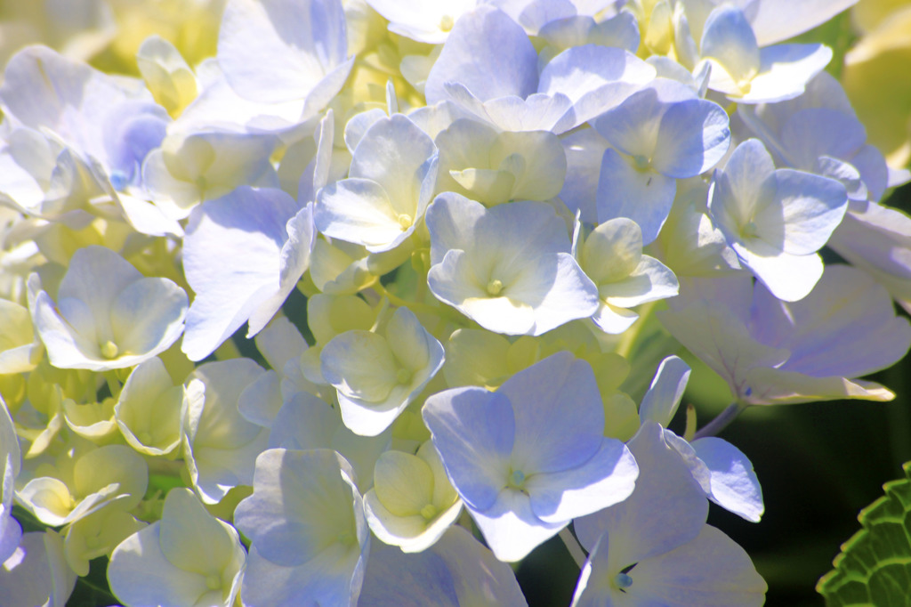 様々な方向の紫陽花