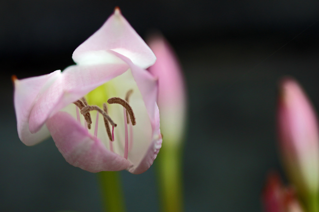 花びらに包まれた世界で