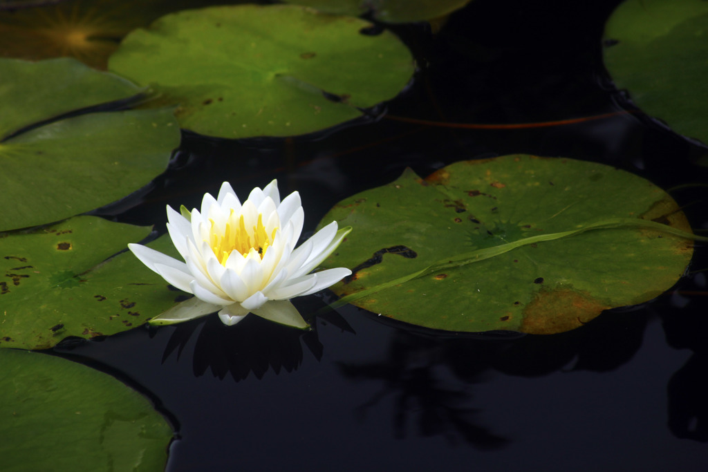 白花と丸葉