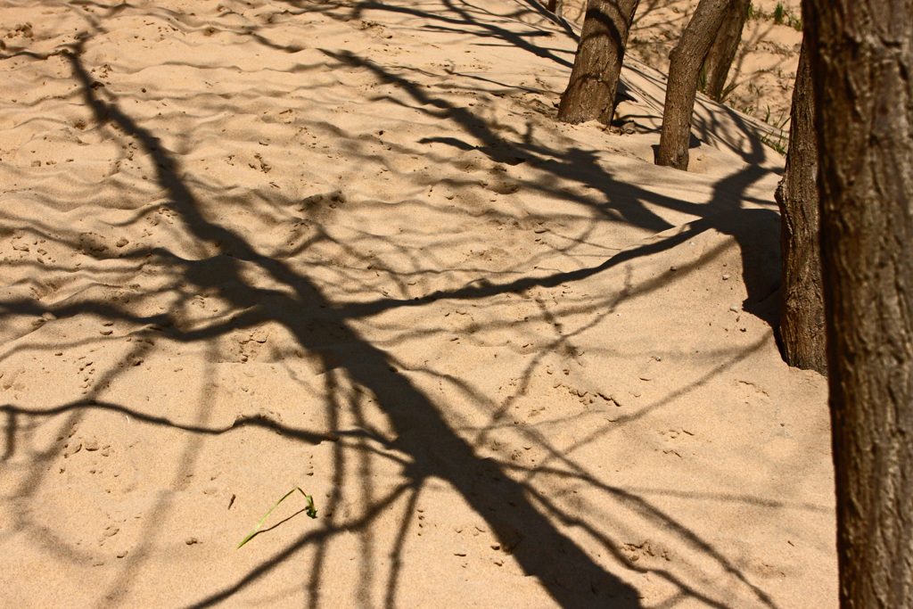 砂丘の樹形