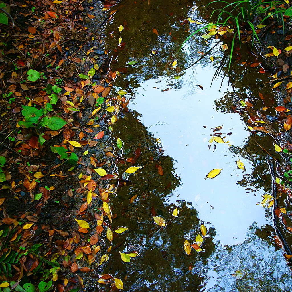 水様-90／Mixture of colored leaves and the 