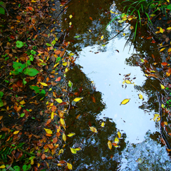 水様-90／Mixture of colored leaves and the 