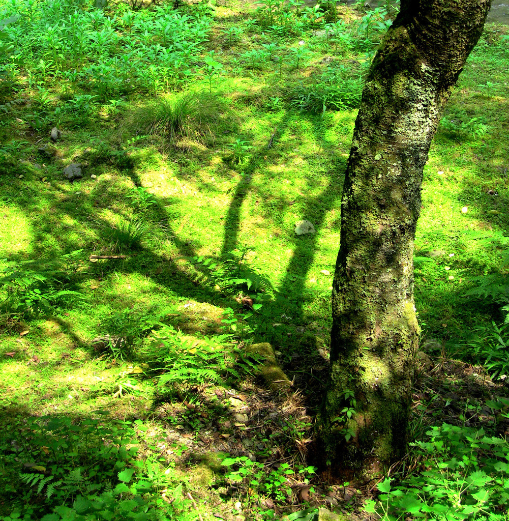 影-36／A tree trunk and a shadow