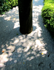 影-38／Stairs and the shade of a tree