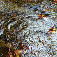 水様-99／Leaves causing ripples