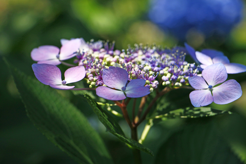 紫陽花の深み