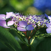 紫陽花の深み