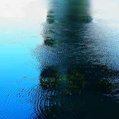 水様-131／Plants living in vibrating water